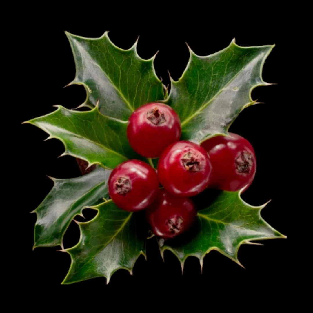 Red Berry & Holly