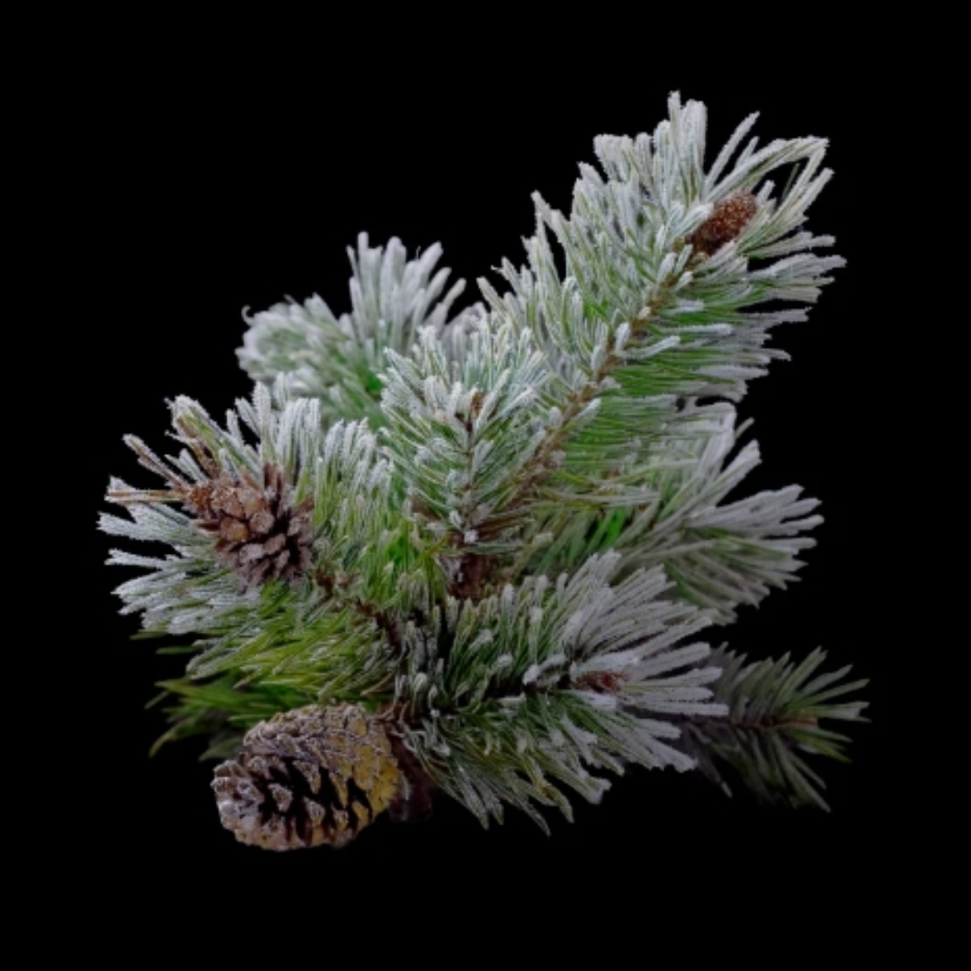 Winter Pine